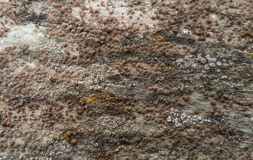 Lecanora hagenii-7